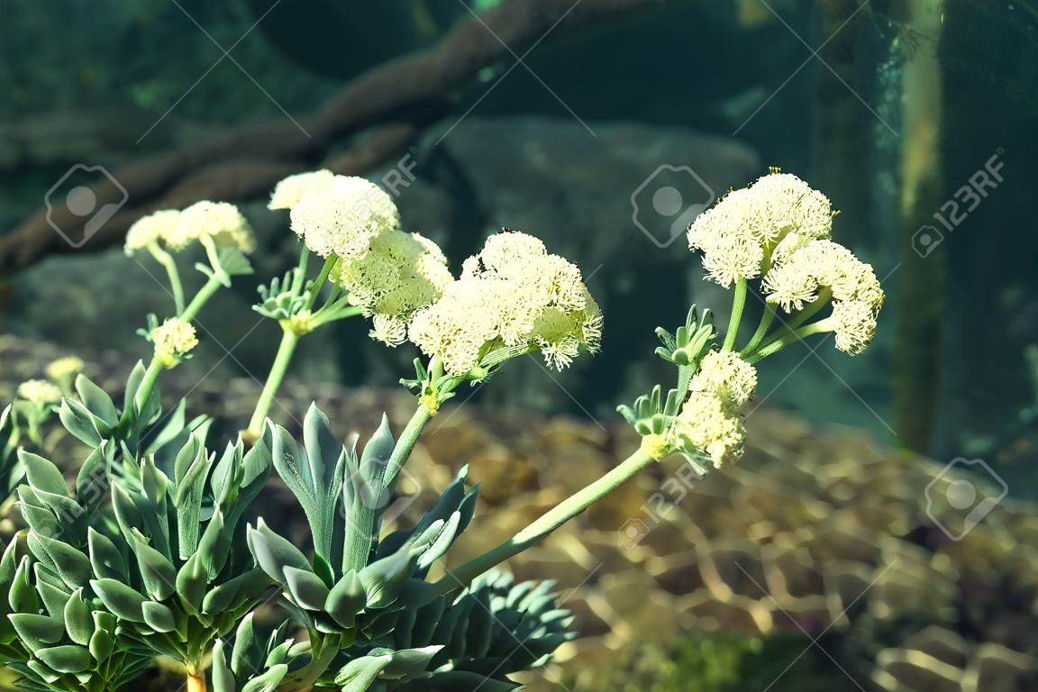 Sea fennel - Latin name - Crithmum maritimum