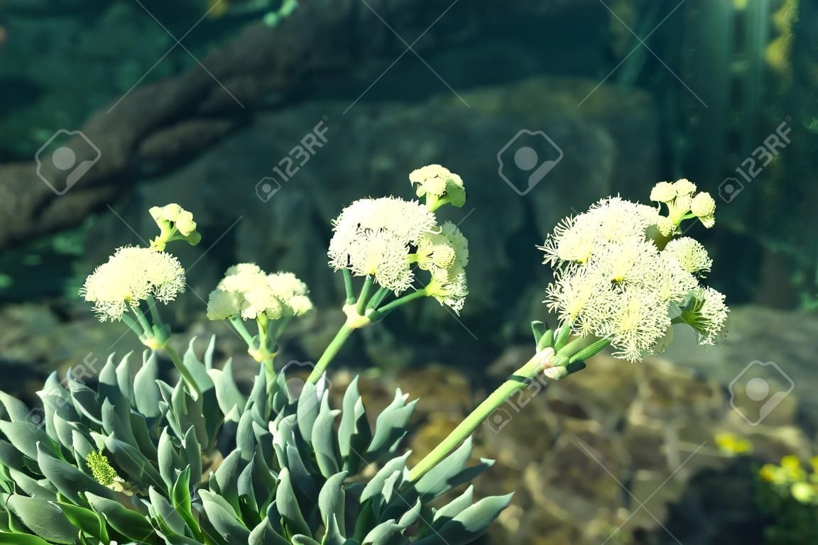 Sea fennel - Latin name - Crithmum maritimum