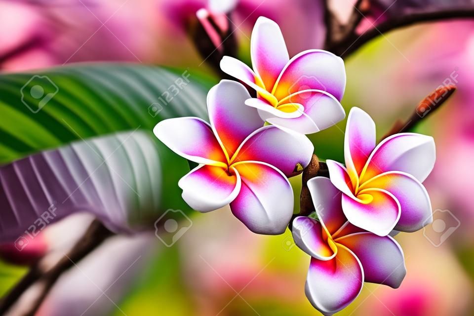 プルメリア (フランジパニ) ラ レユニオン島の木の花