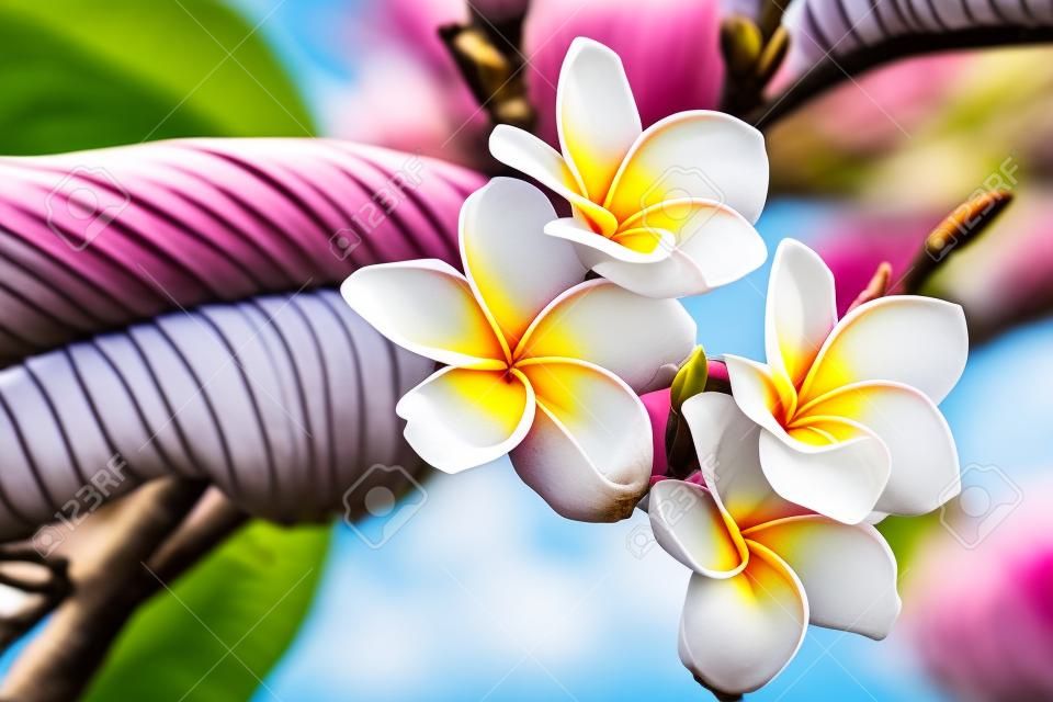 樹雞蛋花（雞蛋花）花，留尼汪島