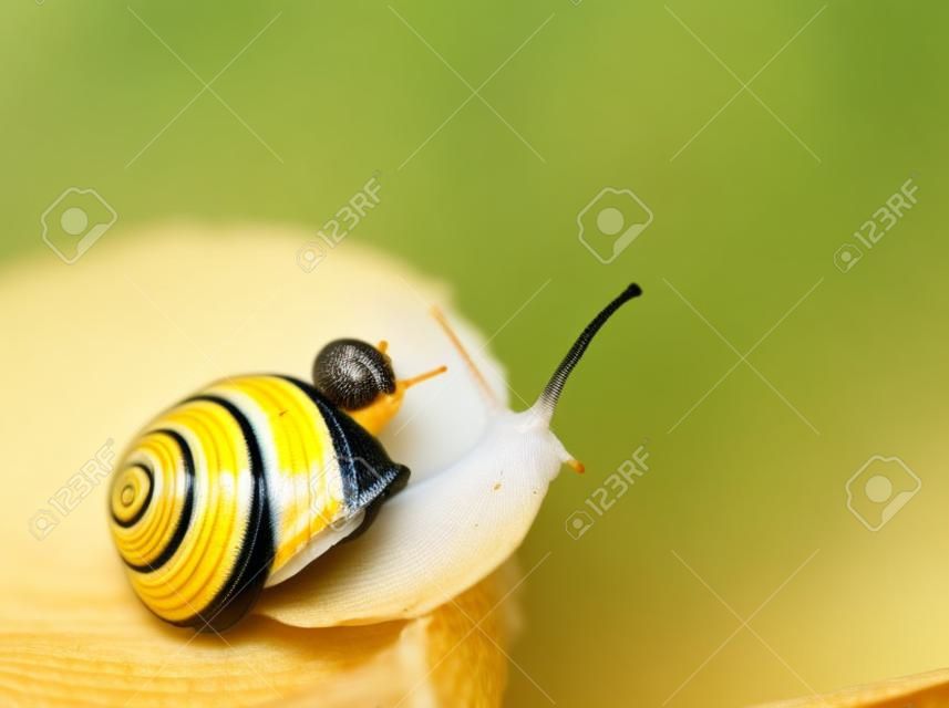 근접 촬영 AF 노란색과 검은 색 그녀의 뒷면에 작은 달팽이를 들고 달팽이 줄무늬