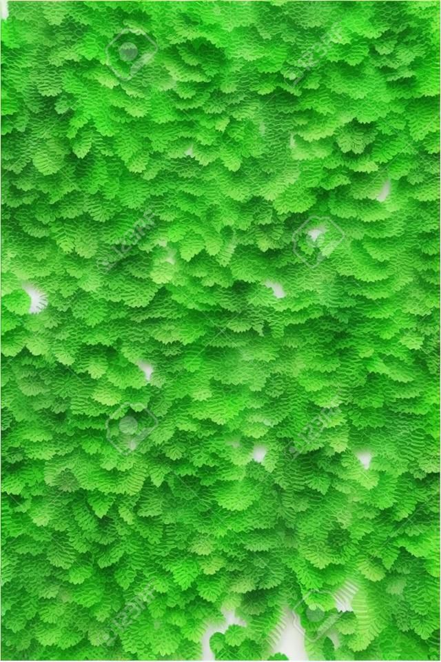 künstliche grüne Blattwand für Innendekoration