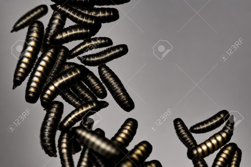 Czarny żołnierz larwy muchy izolowane na białym tle