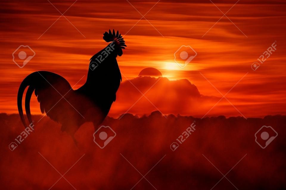 silhouette of Roosters crow on the lawn on orange sunrise background