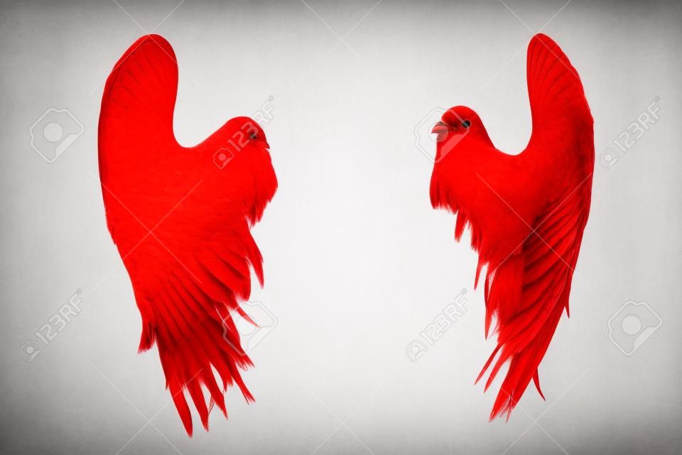 red wings elszigetelt fehér háttér