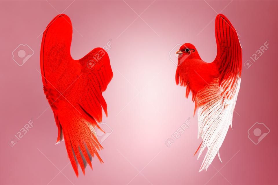 ali rosse isolato su sfondo bianco