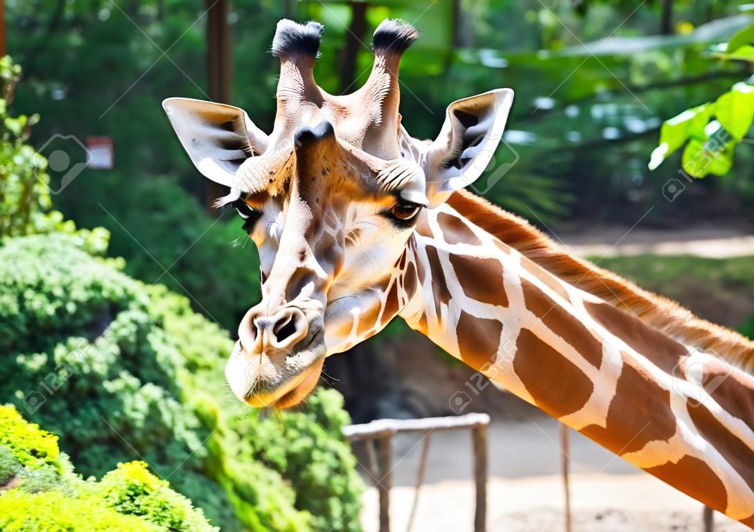 hoofddeel van giraffe in de dierentuin