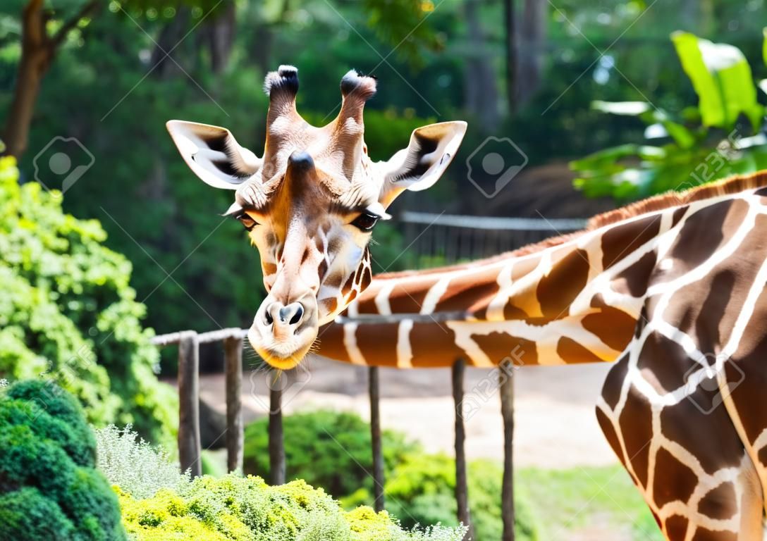hoofddeel van giraffe in de dierentuin