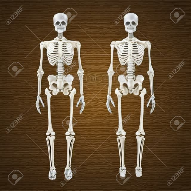 Menselijk skelet, voor- en achteraanzicht, didactisch bord van anatomie van menselijk benige systeem. Vector illustratie. Belangrijkste delen van het skeletsysteem.