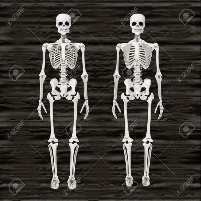 Menselijk skelet, voor- en achteraanzicht, didactisch bord van anatomie van menselijk benige systeem. Vector illustratie. Belangrijkste delen van het skeletsysteem.