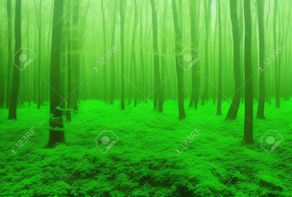 floresta verde