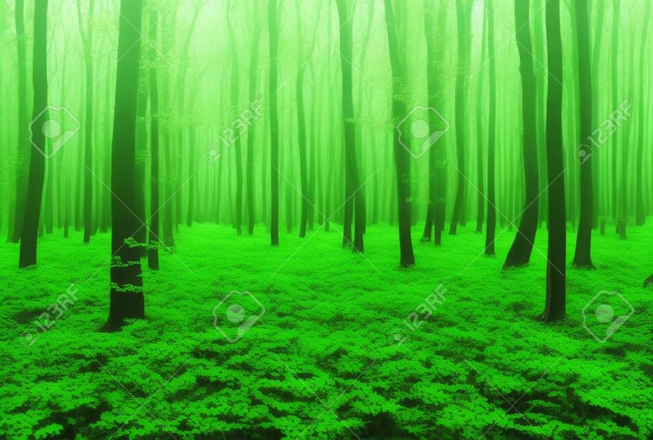 숲 녹색