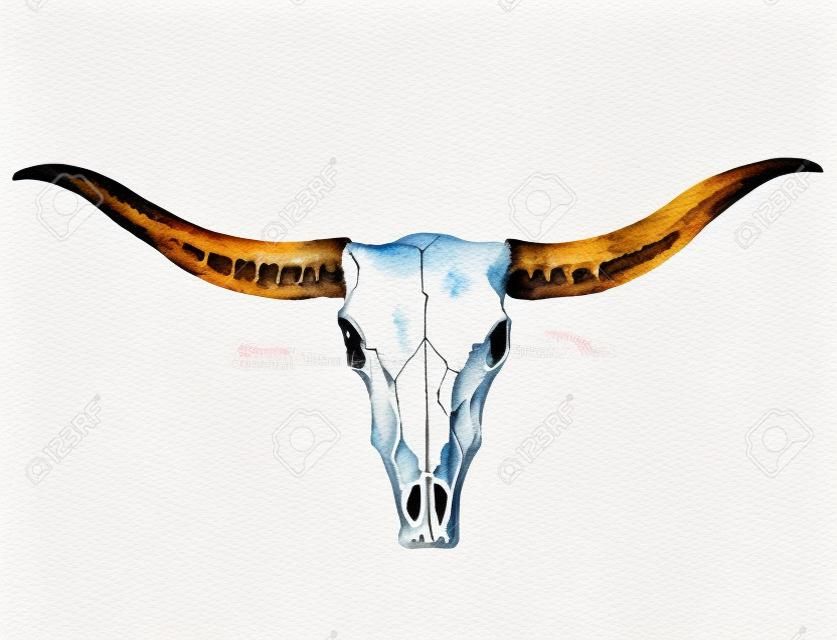 Longhorn Skull, aquarel Illustratie.