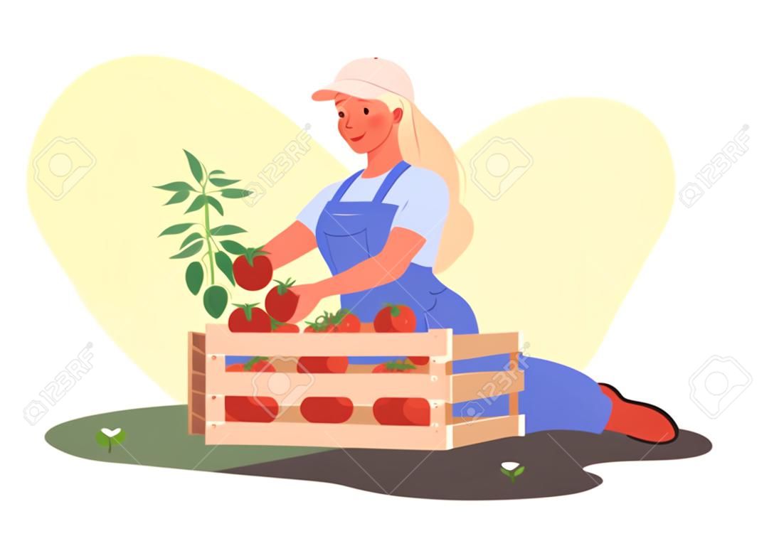 Ilustración de vector de cultivo de personas. Mujer joven feliz de dibujos animados que trabaja en el jardín ecológico o en el invernadero de la granja, trabajador agricultor que cultiva, cosecha tomates en cajas de madera, trabajo agrícola aislado en blanco