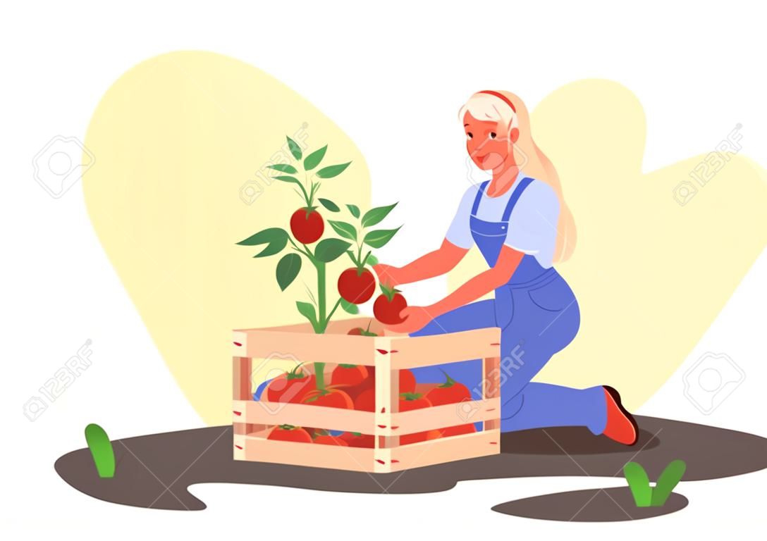 Ilustración de vector de cultivo de personas. Mujer joven feliz de dibujos animados que trabaja en el jardín ecológico o en el invernadero de la granja, trabajador agricultor que cultiva, cosecha tomates en cajas de madera, trabajo agrícola aislado en blanco