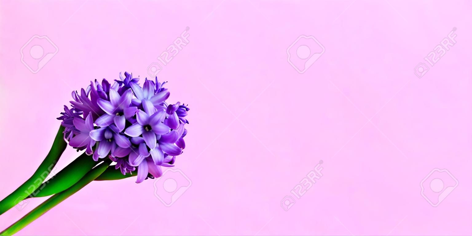 Festive concept from hyacinth flower in full bloom. Womens Day or Valentines Day. Template mock up of greeting card or text design. Close-up