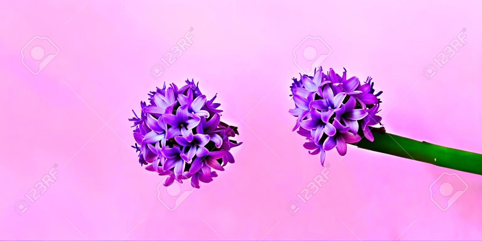 Festive concept from hyacinth flower in full bloom. Womens Day or Valentines Day. Template mock up of greeting card or text design. Close-up