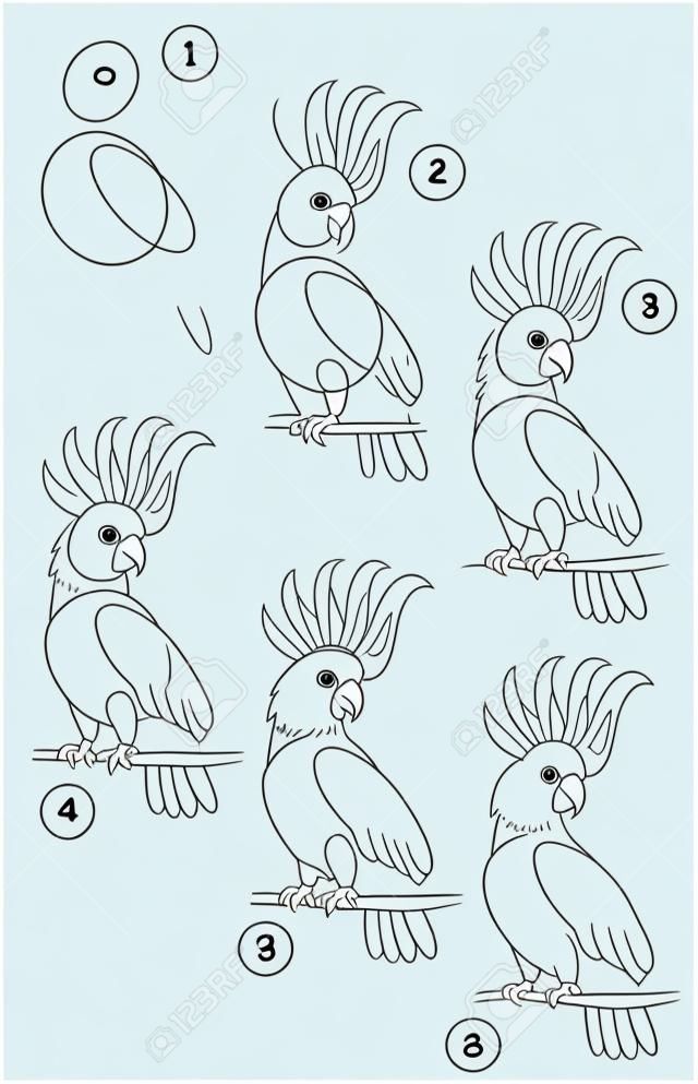 Page shows how to learn step by step to draw a cute little cockatoo parrot. Developing children skills for drawing and coloring. Vector image.