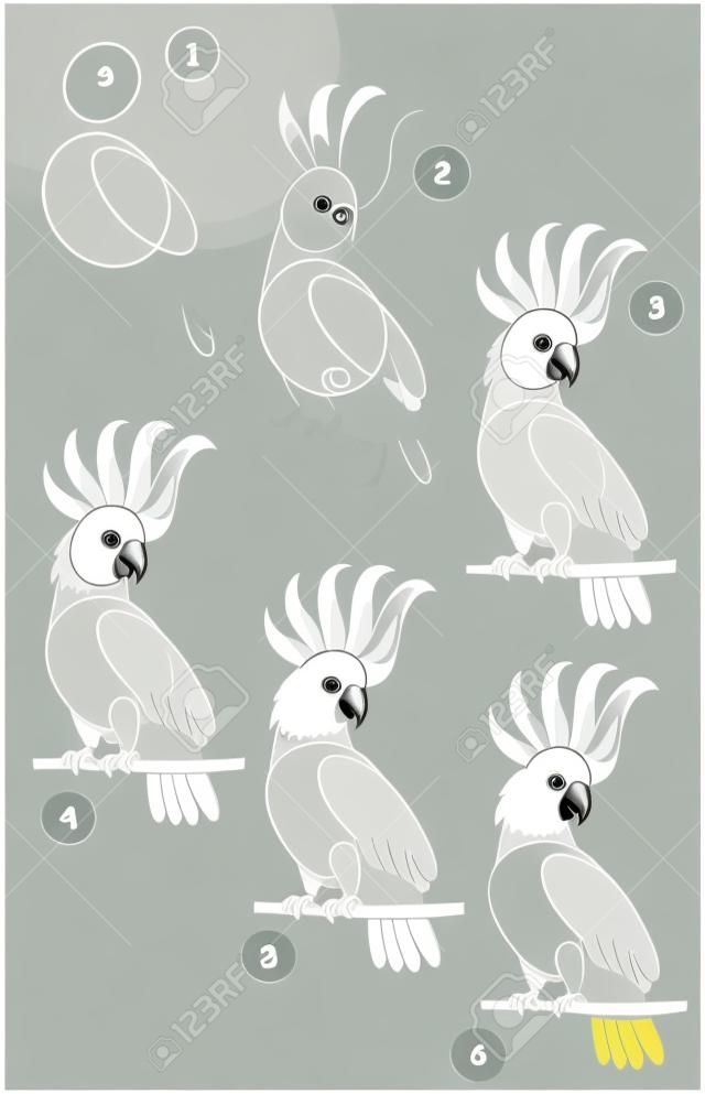 Page shows how to learn step by step to draw a cute little cockatoo parrot. Developing children skills for drawing and coloring. Vector image.