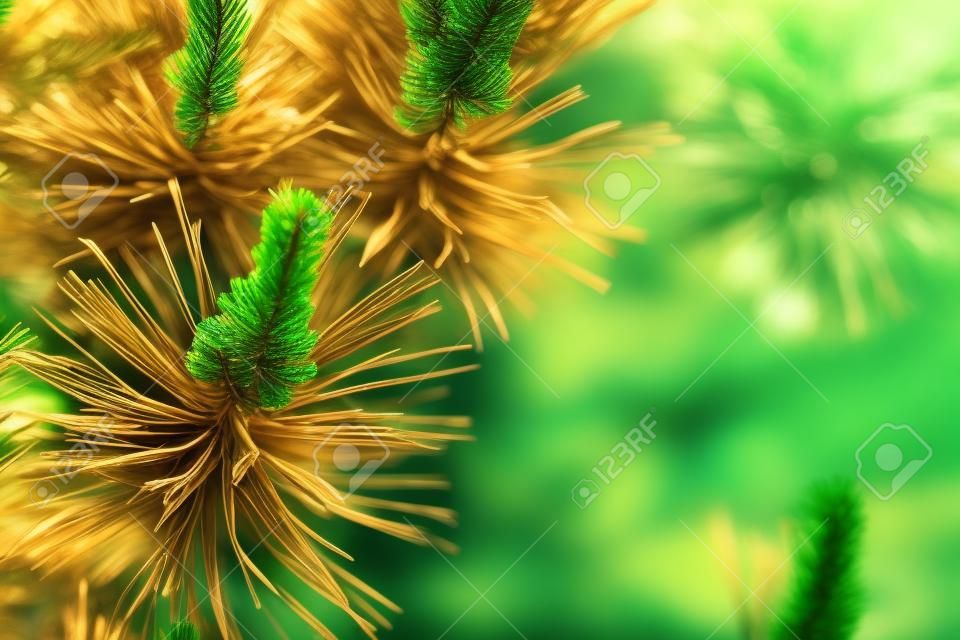 Background of young new pine needles in the spring.
