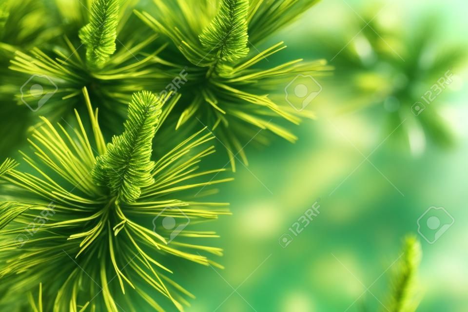 Background of young new pine needles in the spring.