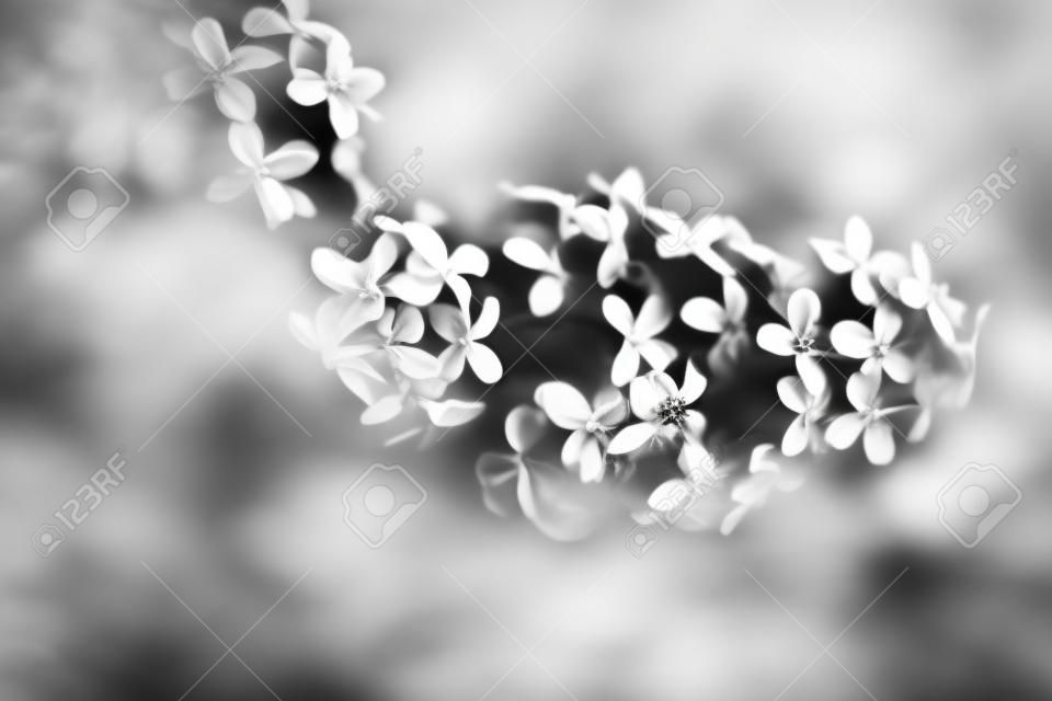 abstract black and white floral background, white flowers and soft focus, blurring and blurring of plant images, macro shooting