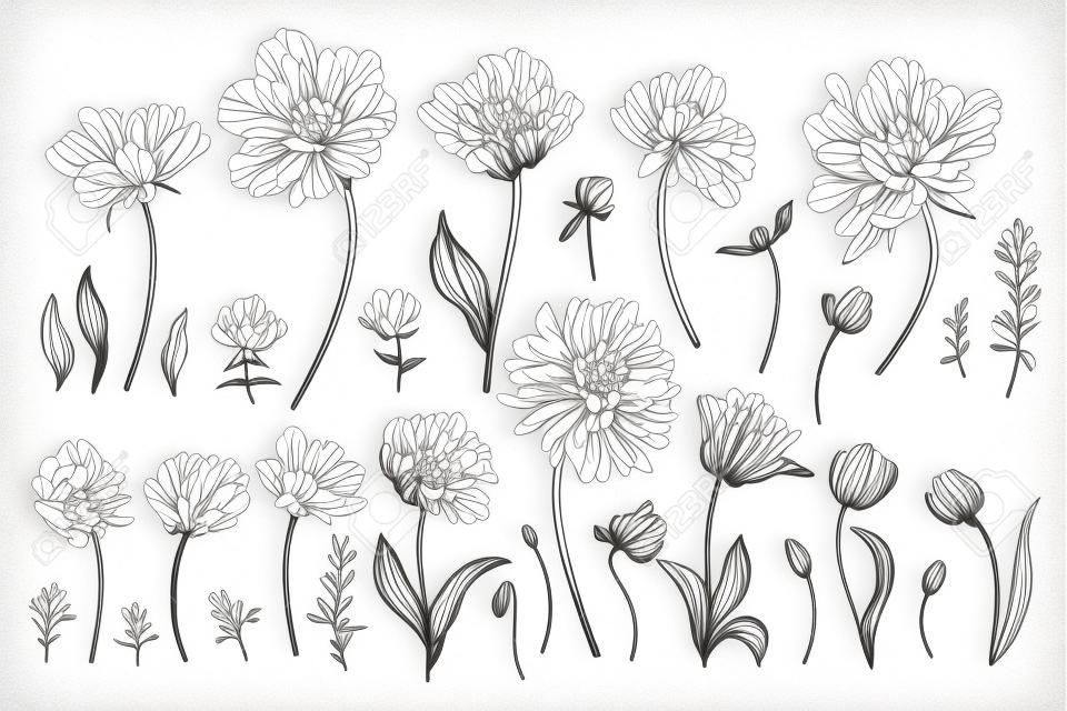 Set with spring garden flowers. Chrysanthemum, peony, tulip, phlox, eucalyptus seeds. Vector botanical illustration. Black and white.