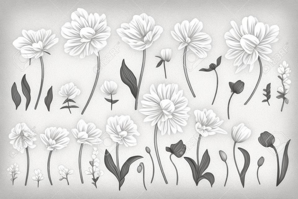 Zestaw z wiosennych kwiatów ogrodowych. chryzantema, piwonia, tulipan, floks, nasiona eukaliptusa. wektorowa ilustracja botaniczna. czarny i biały.