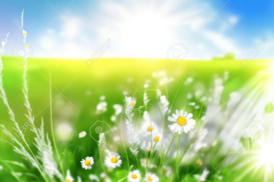 Summer meadow with daisies and sun. Nature background.