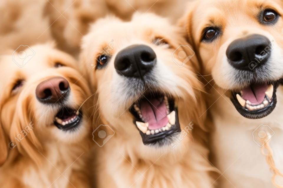 Nahaufnahme eines Porträts von drei Hunden, die in die Kamera schauen und gähnen