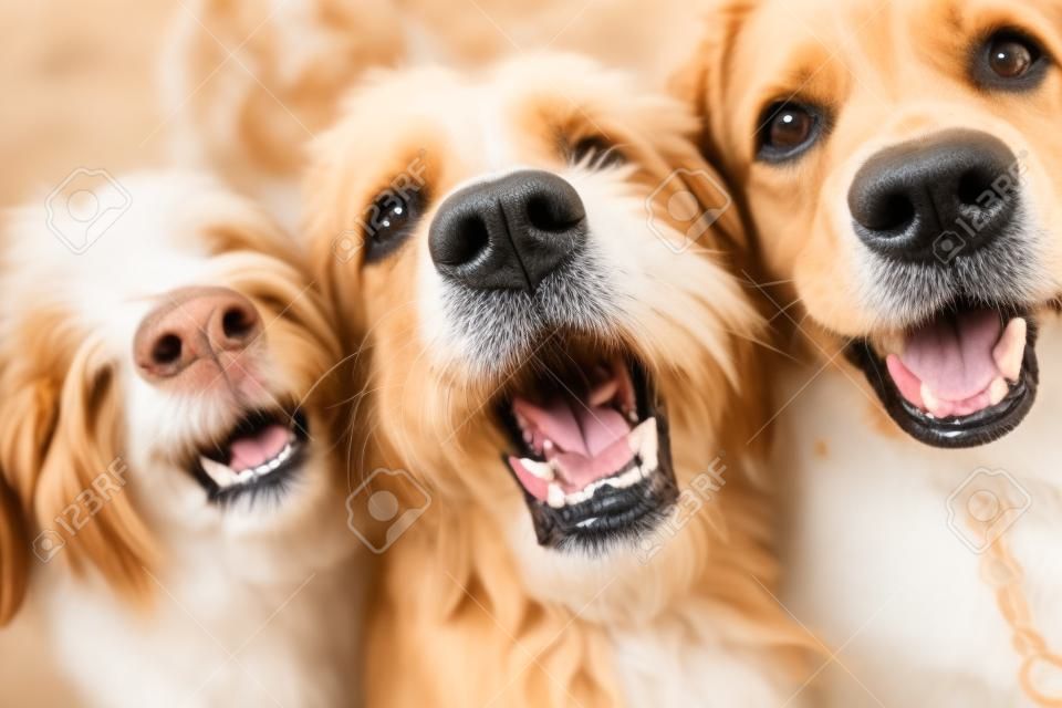 Nahaufnahme eines Porträts von drei Hunden, die in die Kamera schauen und gähnen