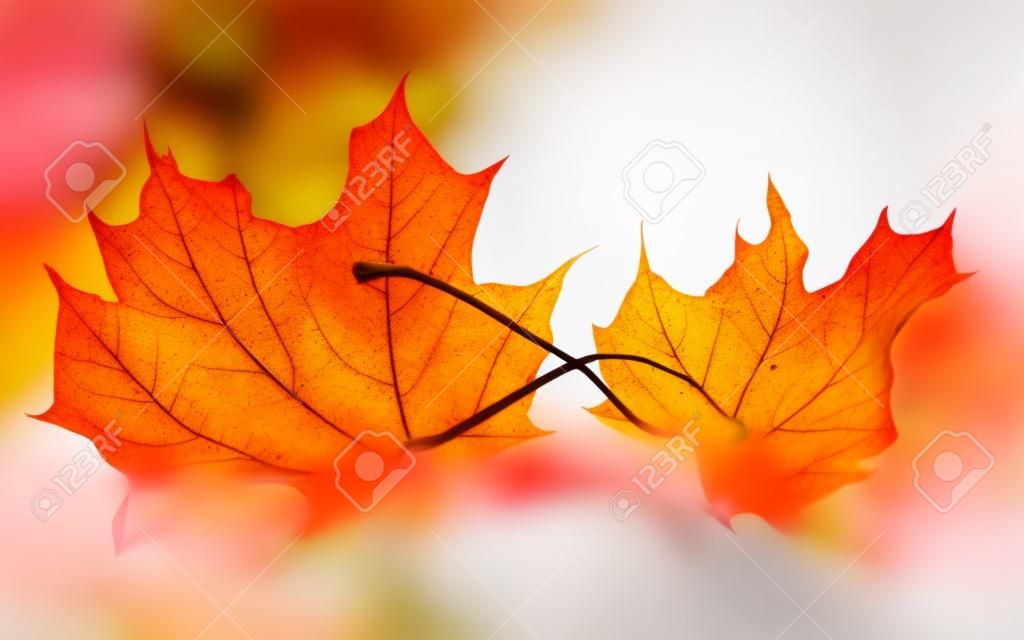 白で隔離されるカラフルな秋のカエデの葉