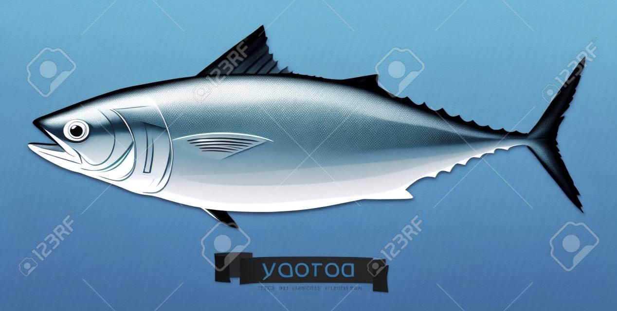 Thunfisch. 3d vektor icon. Meeresfrüchte im Realismusstil