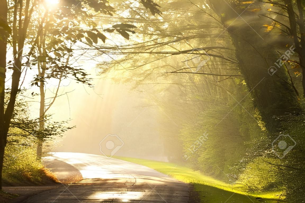 Lane que conduz através da floresta de outono nebuloso ao amanhecer