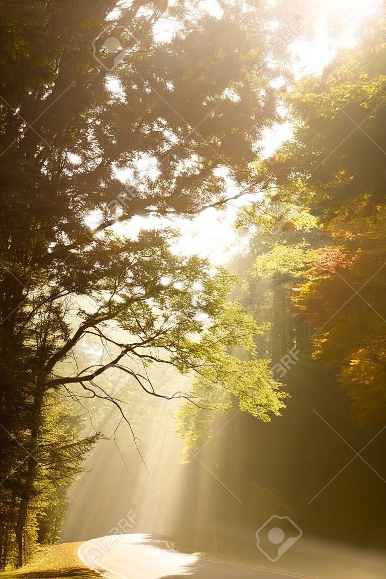 Sol da manhã brilhando entre as árvores e cai para a estrada em bosques de outono