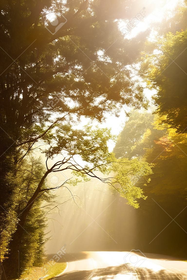 Sol da manhã brilhando entre as árvores e cai para a estrada em bosques de outono