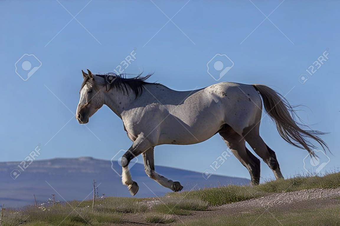 Wild Horse in Spring in the Utah desert