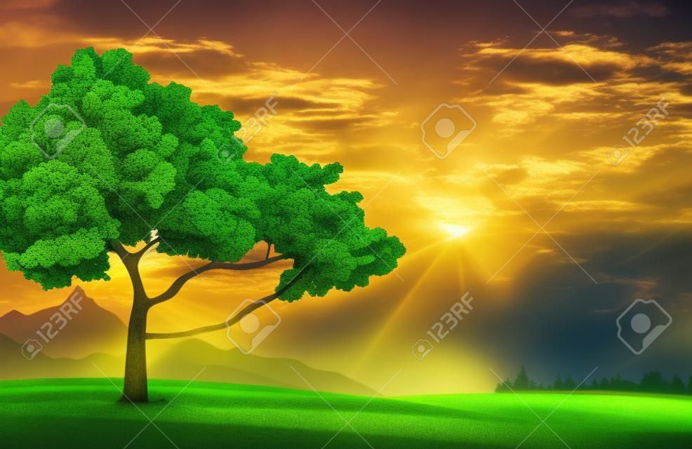 緑の夏の木および草原曇り日没の空の背景