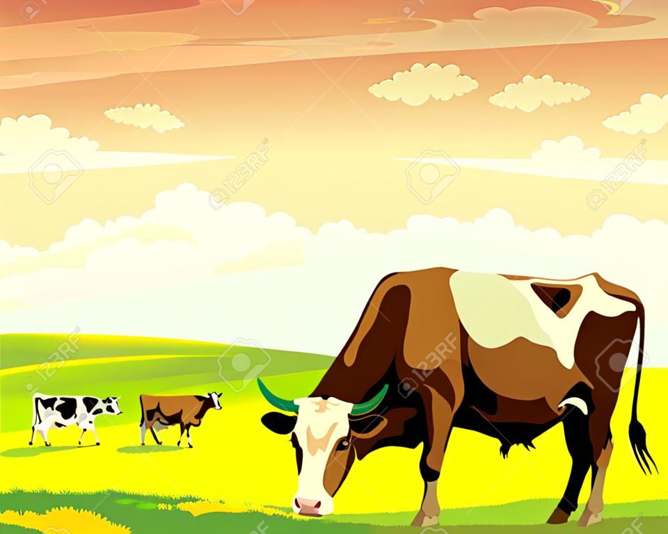 Herd of cows in green field on a sunset sky. Vector rural summer landscape.