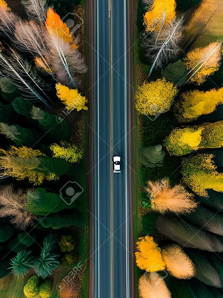 在彩色的秋天森林鳥瞰圖的路