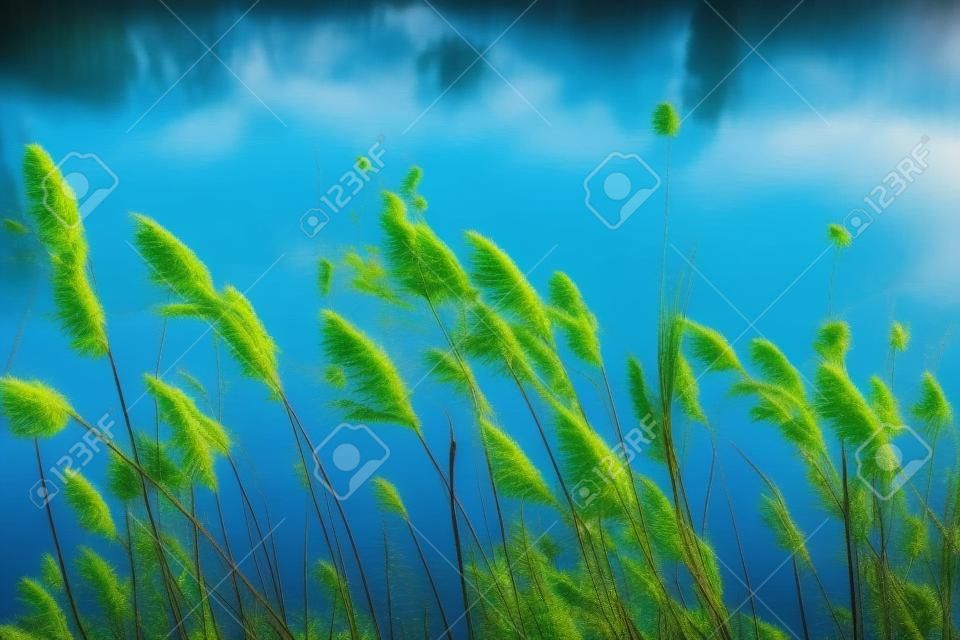 Bild von Pflanzen vor blauem See
