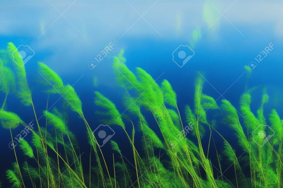 Bild von Pflanzen vor blauem See