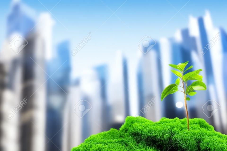 New grown tree seedling with city skyscraper building background