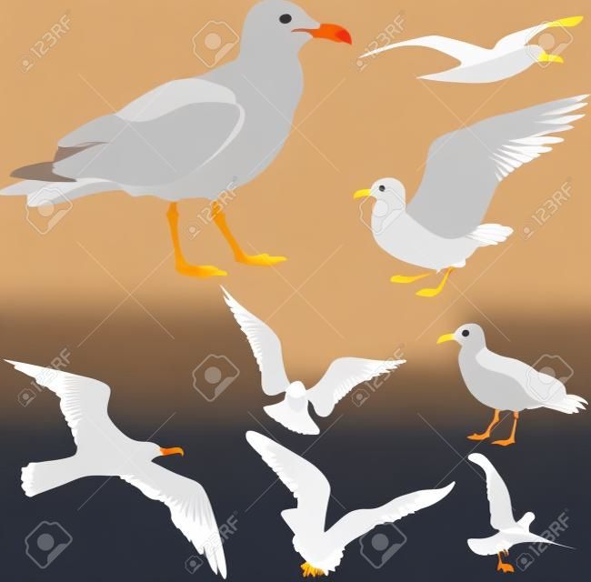 seagulls - vector