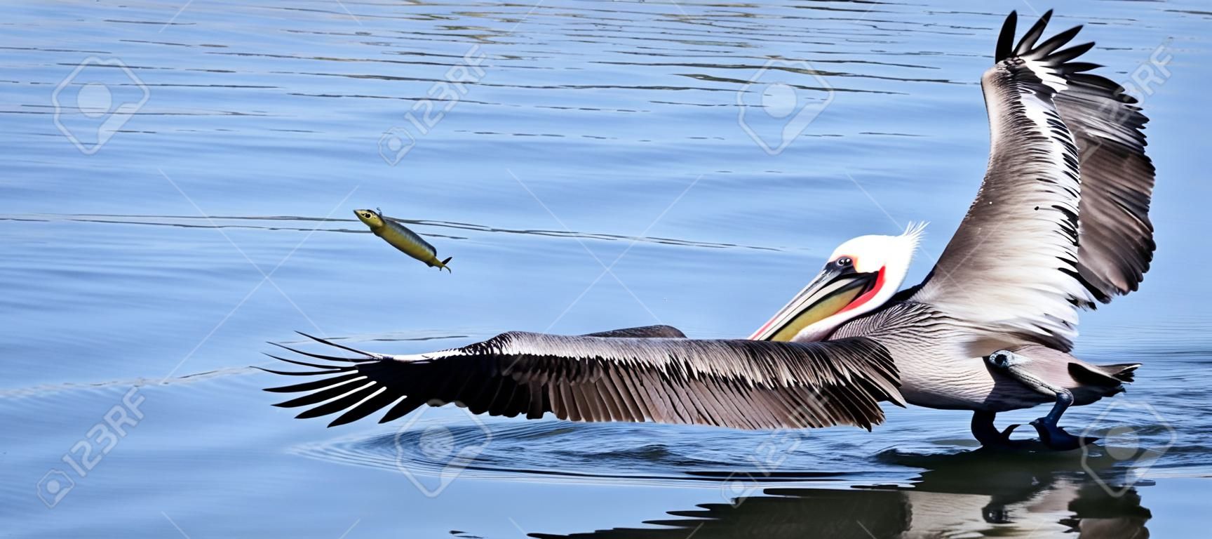 A Brown Pelican Catches a Fish with its Long Bill at the Surface of the Water