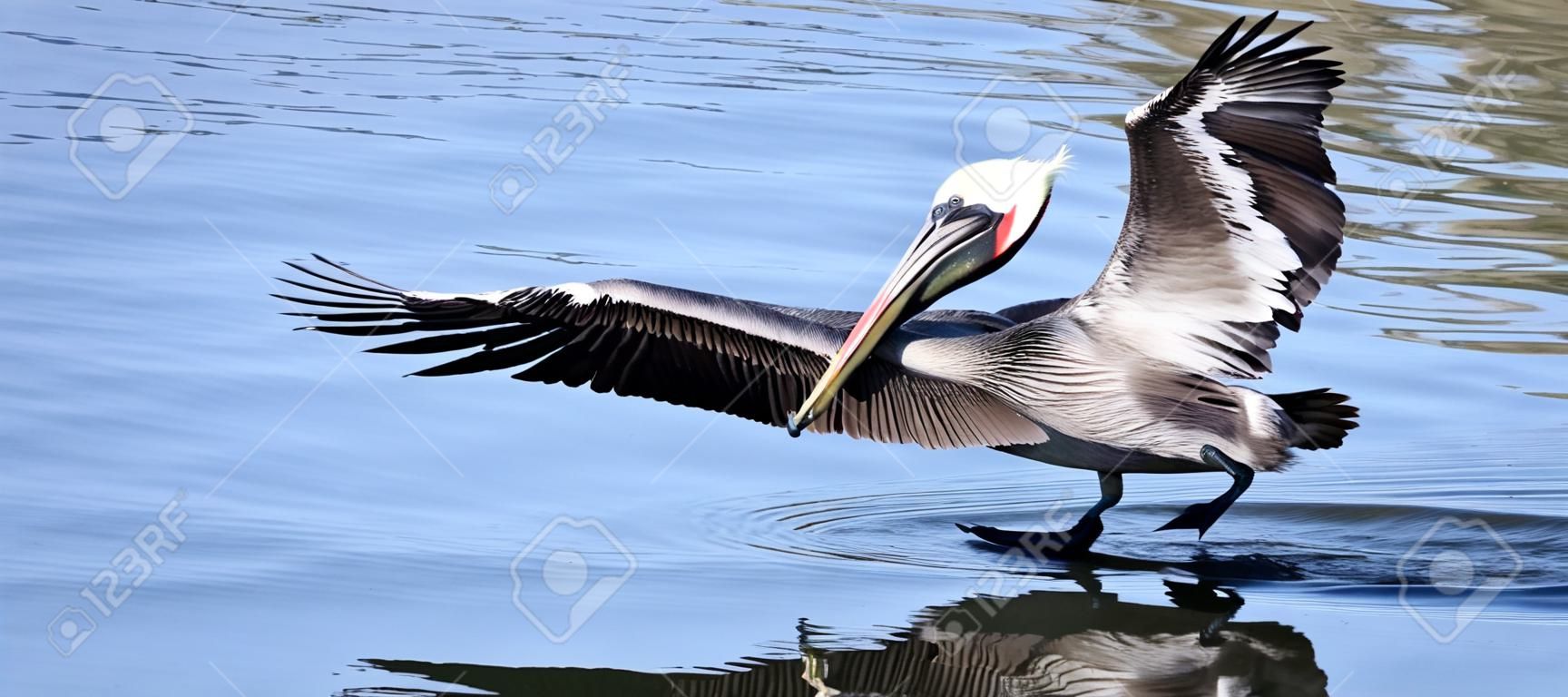 A Brown Pelican Catches a Fish with its Long Bill at the Surface of the Water