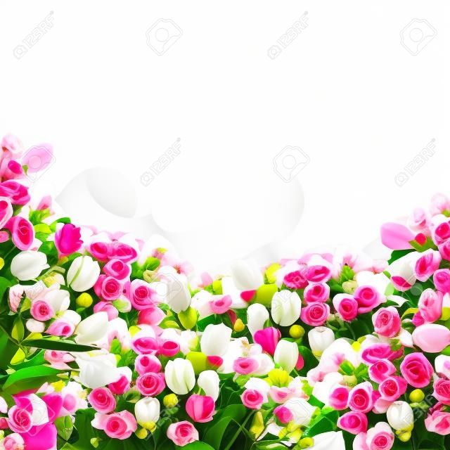 在白色背景上一束新鮮的粉紅色玫瑰和白色鬱金香花邊框