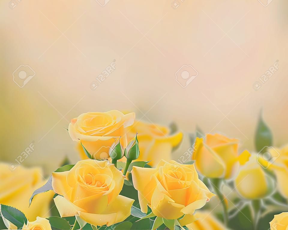 fresh yellow roses in green sunny garden, retro toned