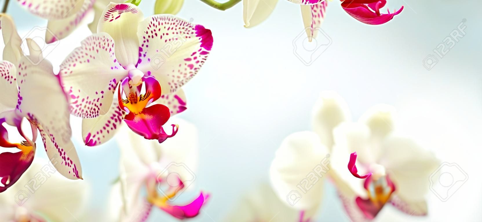 pink orchid flowers close up on defocused blue background banner