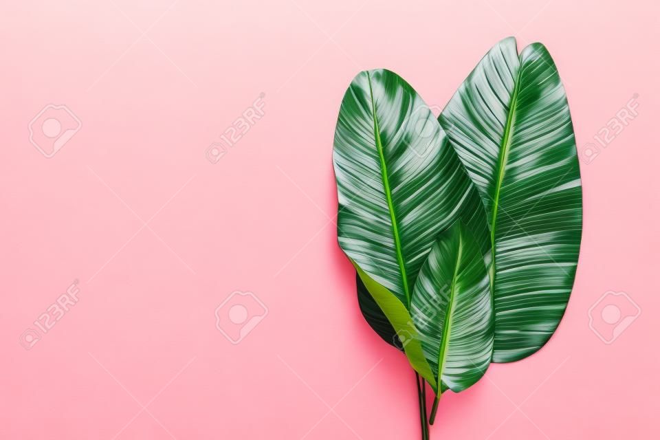 Paesaggio estivo piatto con vista dall'alto con foglie di banana verde tropicale su sfondo rosa con spazio per la copia